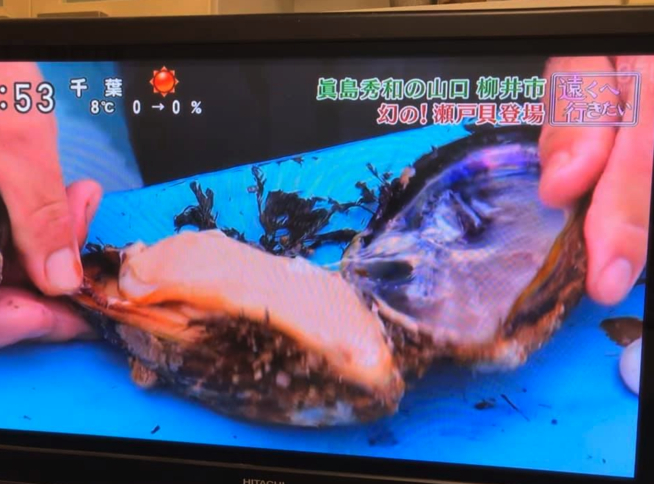 幻の貝【瀬戸貝】は絶品